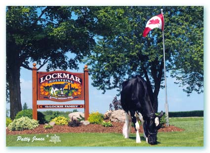 Lockmar Holsteins
